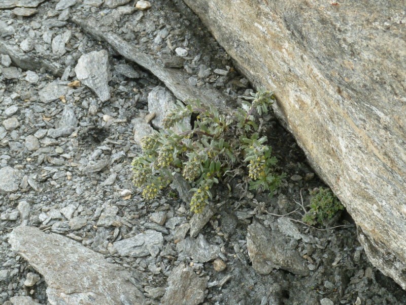 flore locale : festival de fleurs de printemps dans l'alpage et plus haut rares inflorescences .