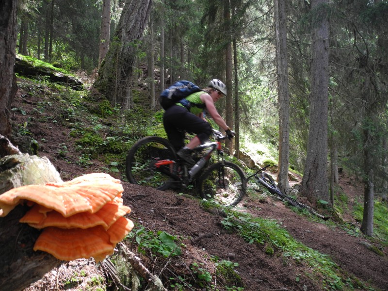 #7 Trav du Valais : sous bois bien joueur. Trav du Valais : sous bois bien joueur.