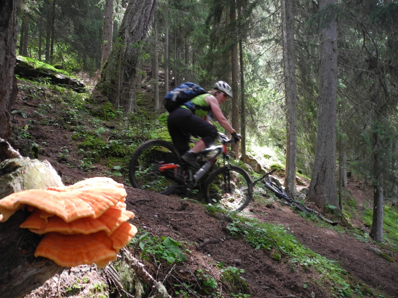 Trav du Valais : sous bois bien joueur.