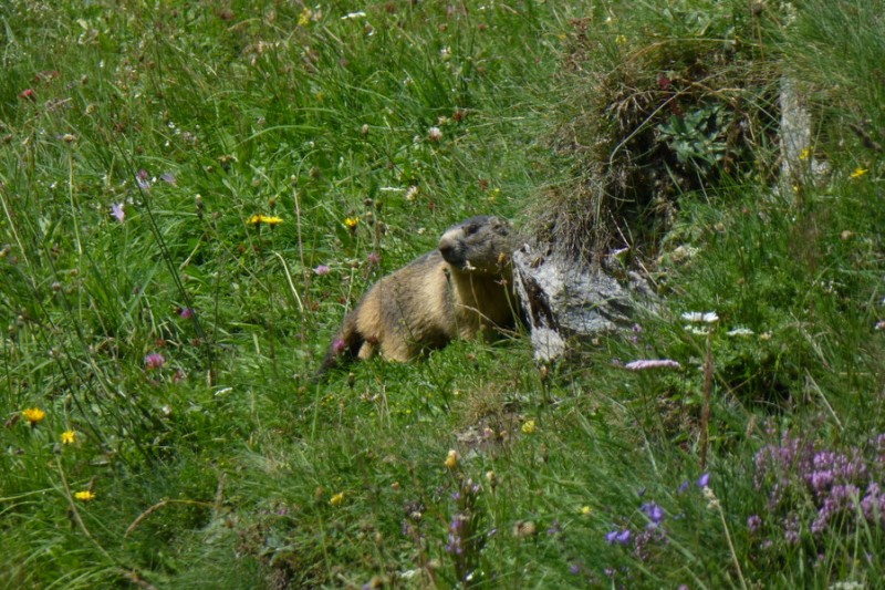 #20 Civet Suisse ? Civet Suisse ?