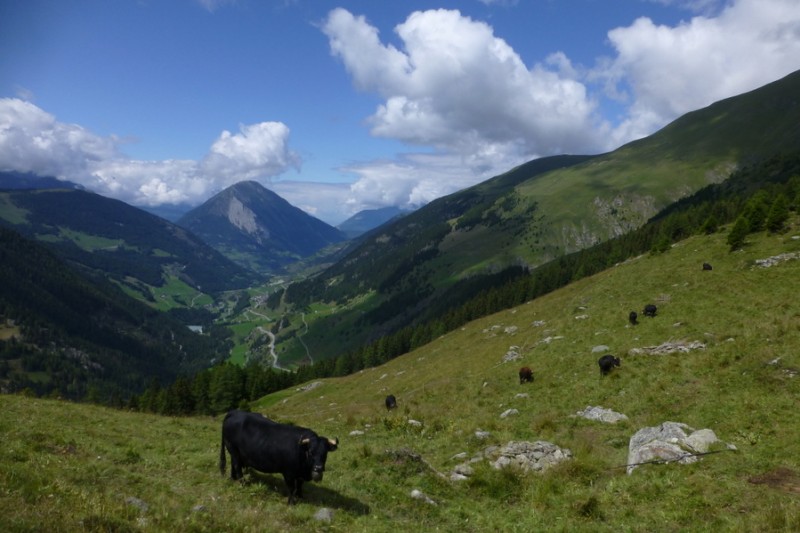 Reine des Alpes : Celles qui nous font le bon lait des chocolats Milka