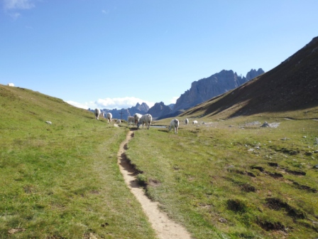 attention aux troupeaux : après le refuge du Mt Thabor