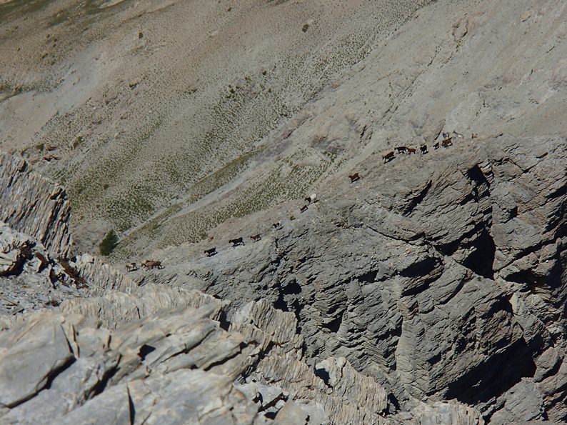 Caprins : Les chèvres à l'aise entre le sommet et le Pic de Jean Rey... En 5 min elles seront juste sous le sommet !