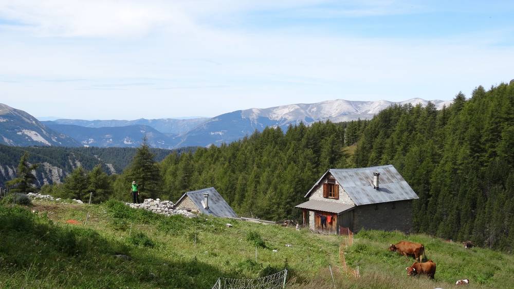 #1 Cabanes du Pasquier : Vaches et ânes dans l Cabanes du Pasquier : Vaches et ânes dans l'enclos