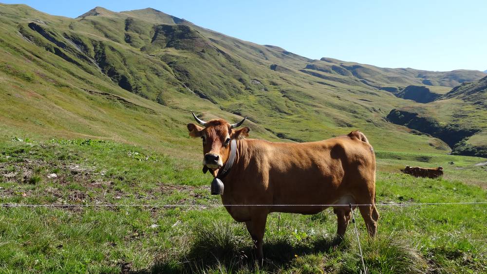 Tarine : Donne nous du bon Beaufort !