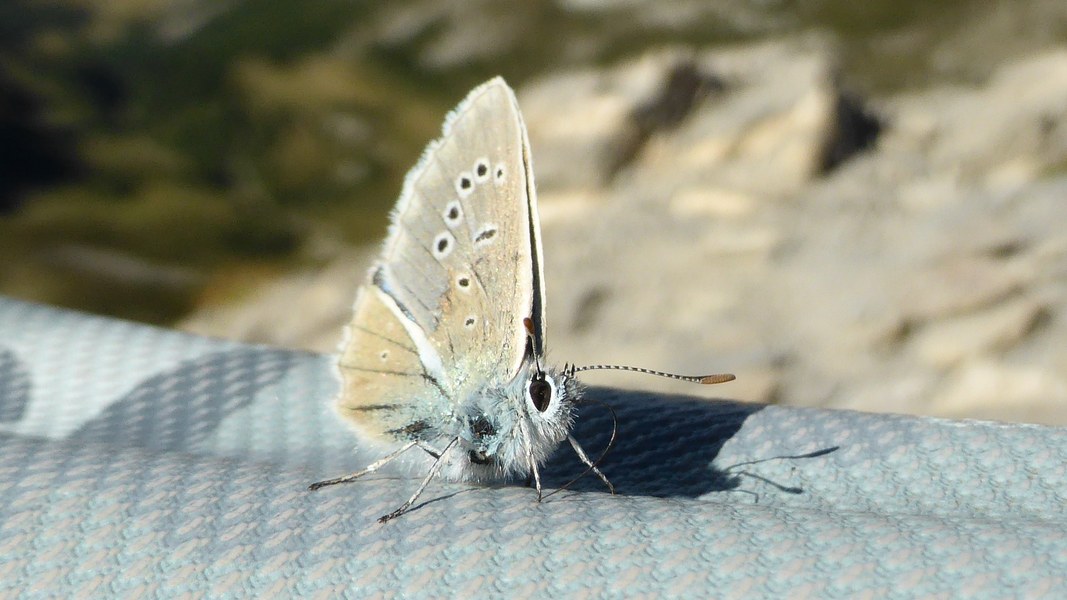 #24 Papillon : Passager Clandestin Papillon : Passager Clandestin