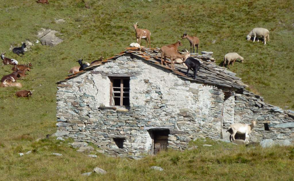 Alpage du Grd Fond : Chèvres mal éduquées