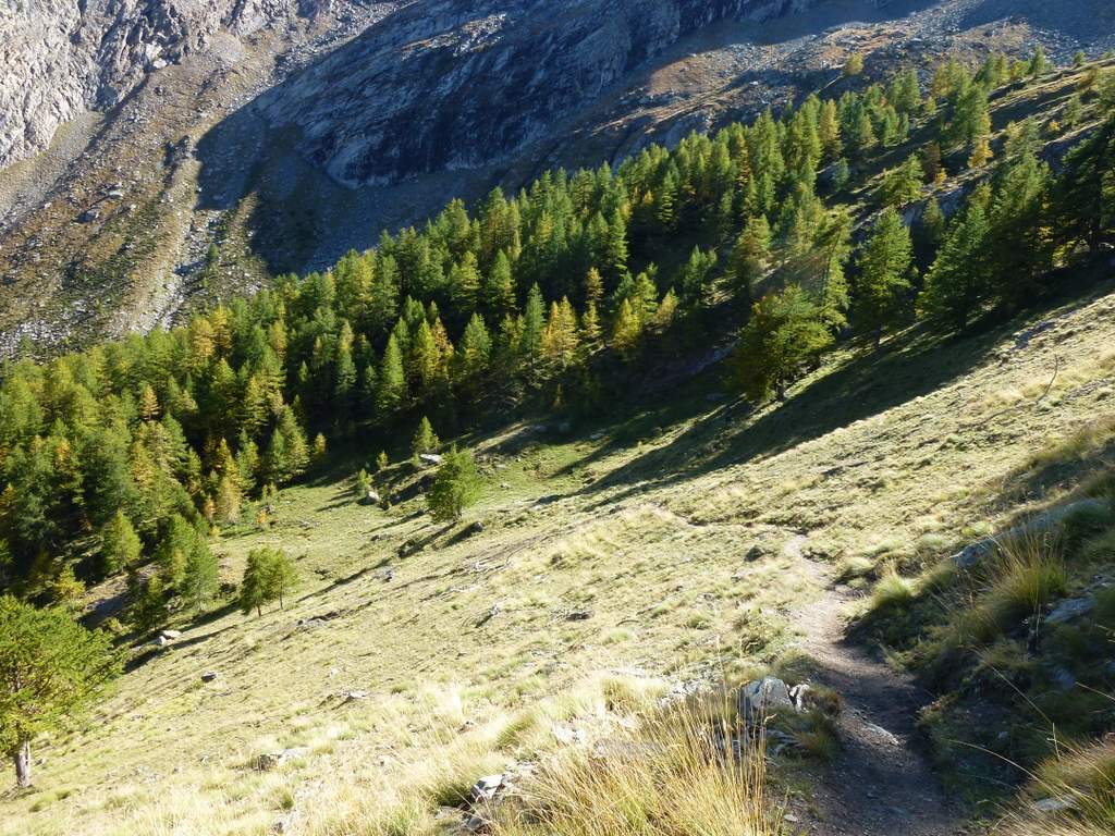Col della Rossa : Sentier dans les mélèzes qui comment à jaunir