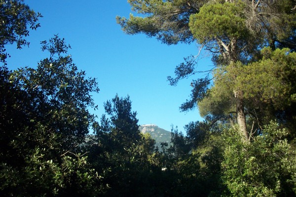#3 Mt Agel : A travers les arbres, le mont Agel se détache Mt Agel : A travers les arbres, le mont Agel se détache
