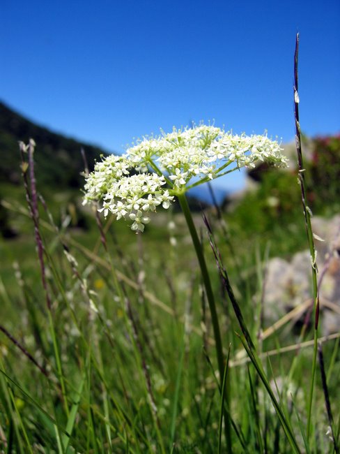 #2 Fleur : Y Fleur : Y'a de la belle végétation là haut avec toute l'eau des lacs.