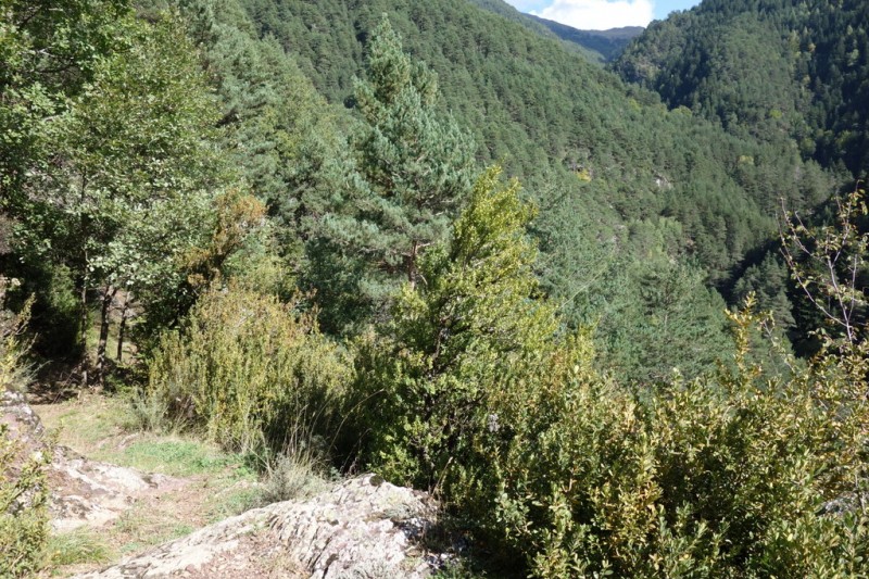 #21 Barranco del Montillo : Long passage en traversée au dessus d Barranco del Montillo : Long passage en traversée au dessus d'un petit canyon dans une bel environnement forestier