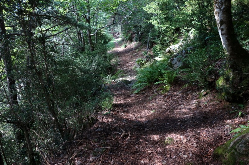 #20 Barranco del Montillo : Magnifique passage forestier Barranco del Montillo : Magnifique passage forestier