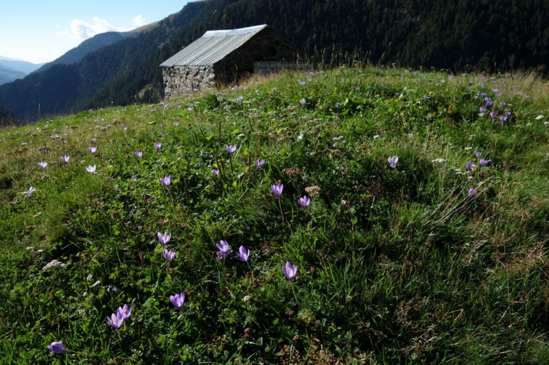 #12 Colchiques dans les Prés : ,, fleurissent, fleurissent... Colchiques dans les Prés : ,, fleurissent, fleurissent...