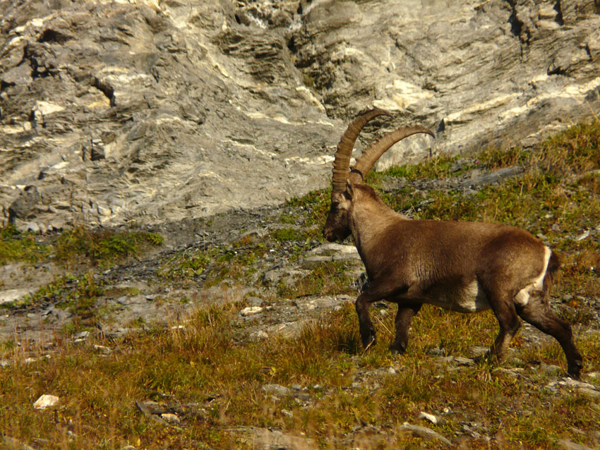 Rencontre : Sous le col d'Anterne