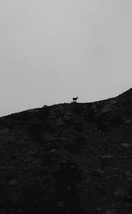 #16 Bestiole : Silhouette au loin Bestiole : Silhouette au loin