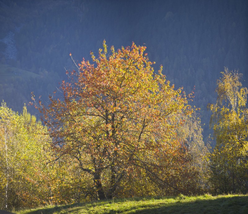 Forêt de Ronaz : L'automne dans toute sa splendeur