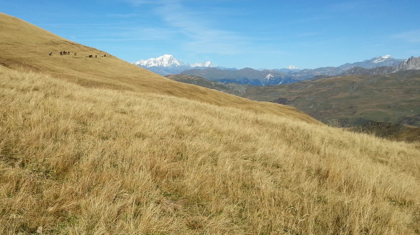 Steppe : roooh des chevaux