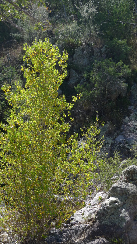 Feuillu : arbre feuillu qui se prépare pour l'automne.