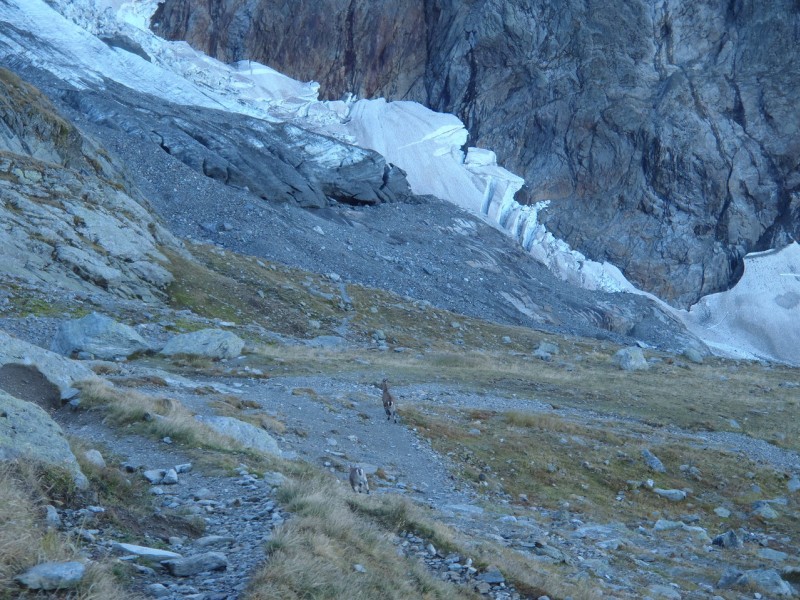 #8 Nid d Nid d'Aigle. : Nous avons vu un petit chamois qui tétait sa mère.