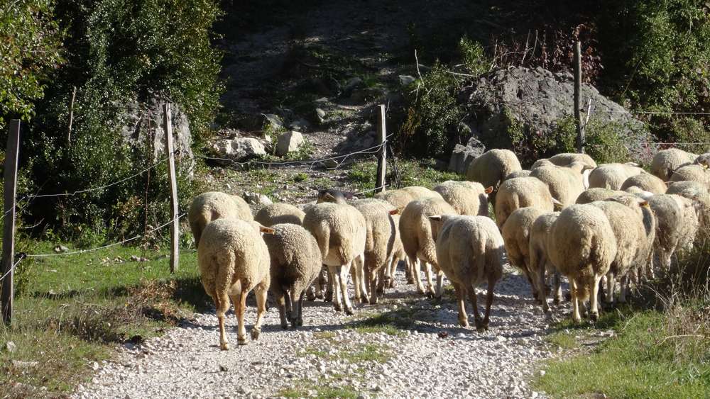 #2 Ovins : une bergère et pas de patou Ovins : une bergère et pas de patou