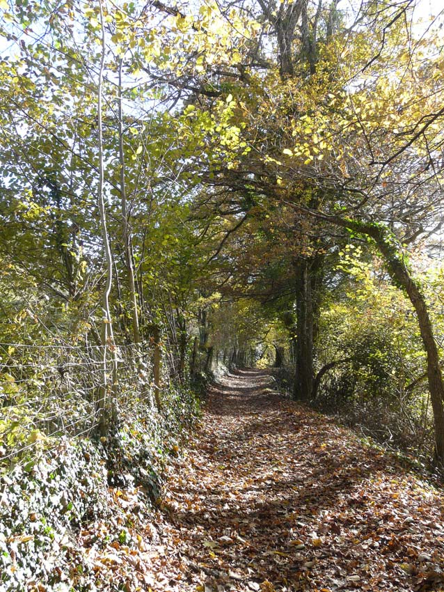 #1 Coteau Saint Martin : Joli traversée avant la grosse montée Coteau Saint Martin : Joli traversée avant la grosse montée