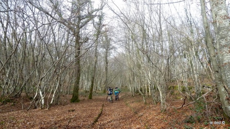 #2 Forêt : calme et plénitude. On n Forêt : calme et plénitude. On n'aura croisé personne dans ces grands chemins!