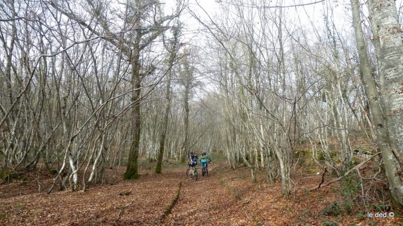 Forêt : calme et plénitude. On n'aura croisé personne dans ces grands chemins!