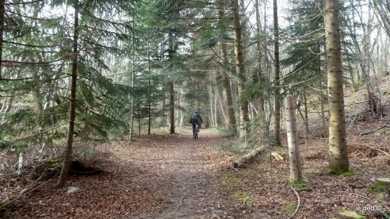 Forêt : hêtraie ou pinède? Pourvu que l'on ait l'ivresse