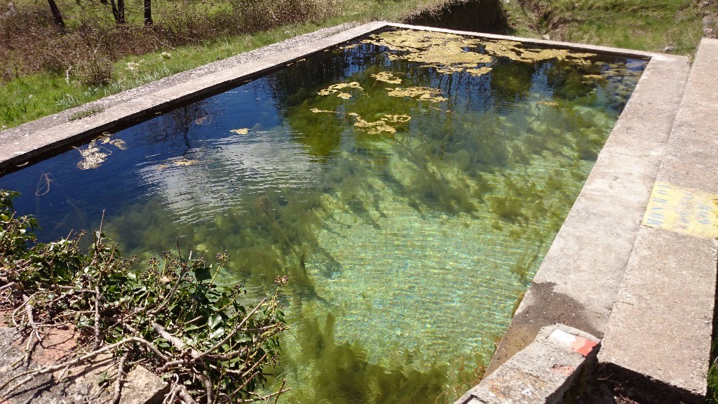 piscine d'algues