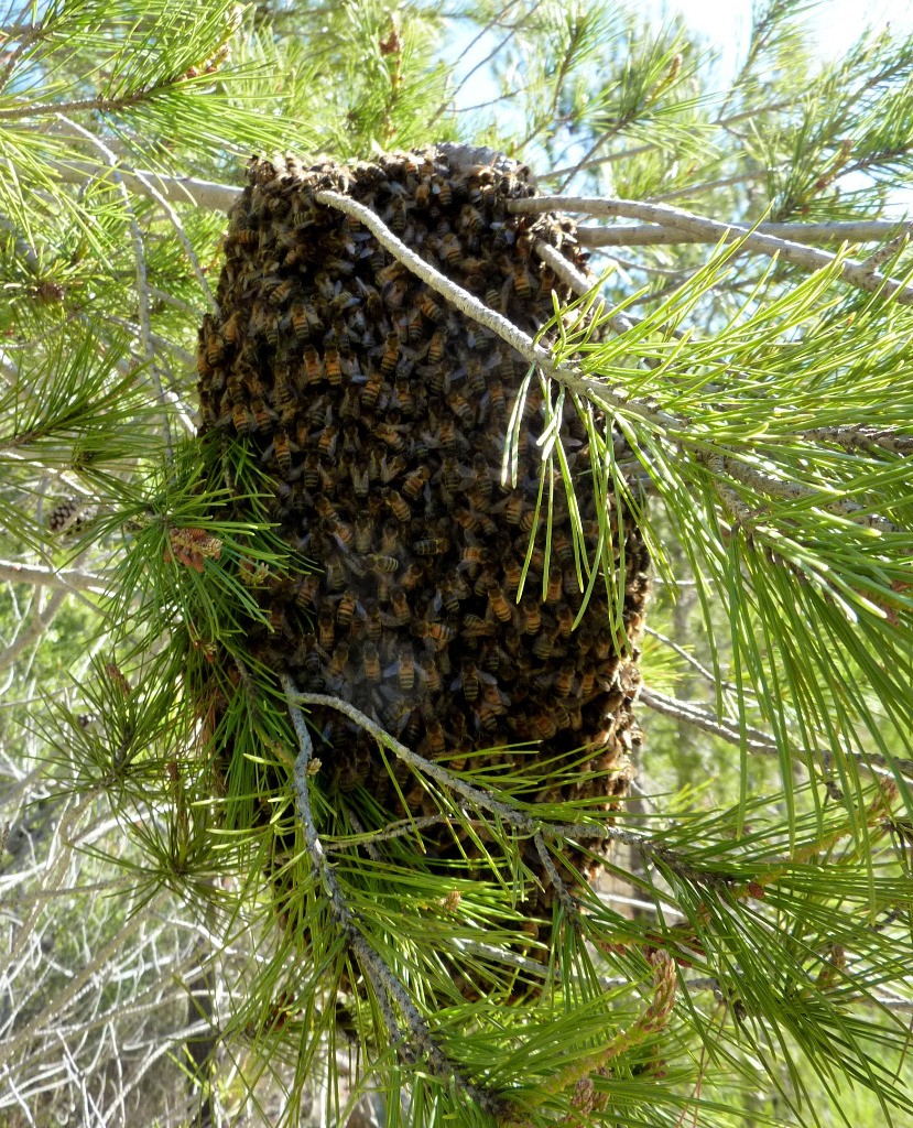 #2 Joli essaim d Joli essaim d'abeille