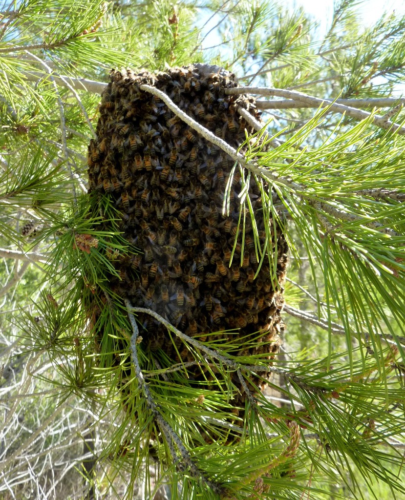 Joli essaim d'abeille