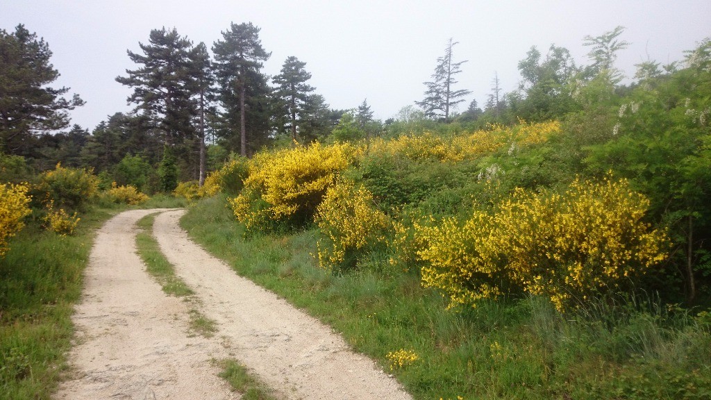 #1 Pas loin du dolmen mais sur le versant piste Pas loin du dolmen mais sur le versant piste