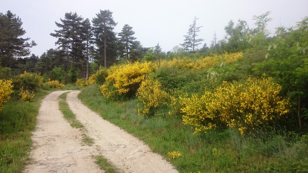 Pas loin du dolmen mais sur le versant piste