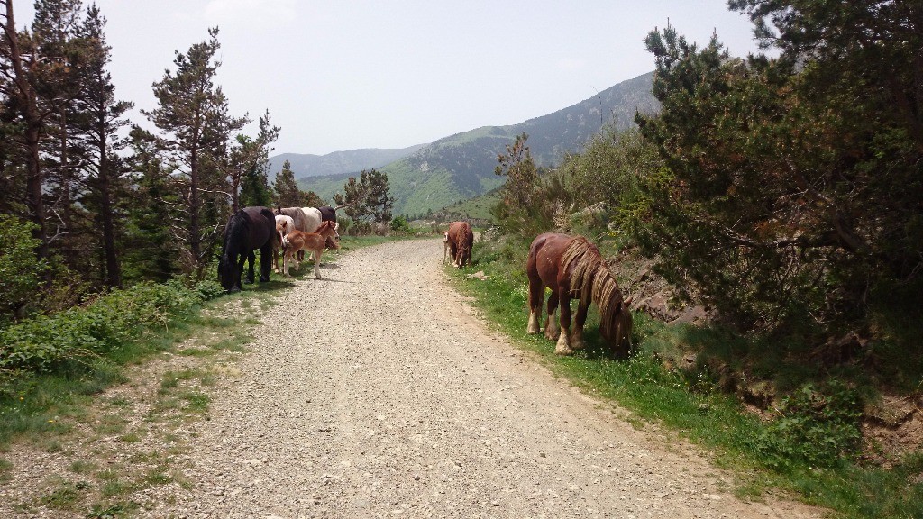 chevaux sauvages