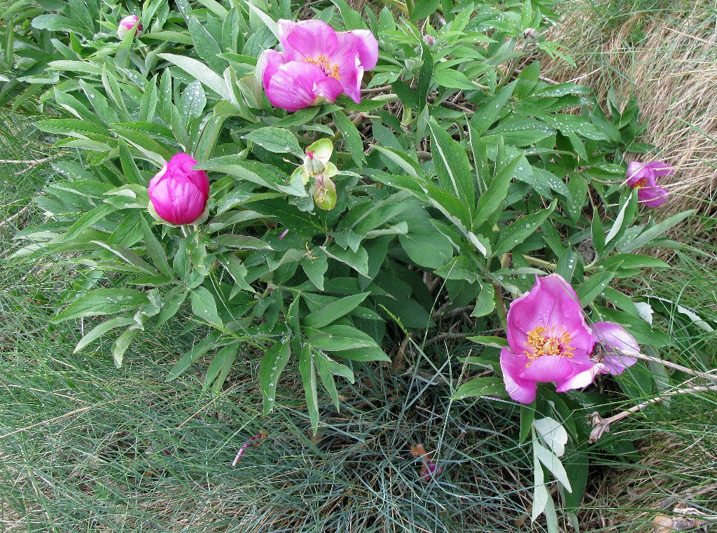 #15 Pivoines Pivoines
