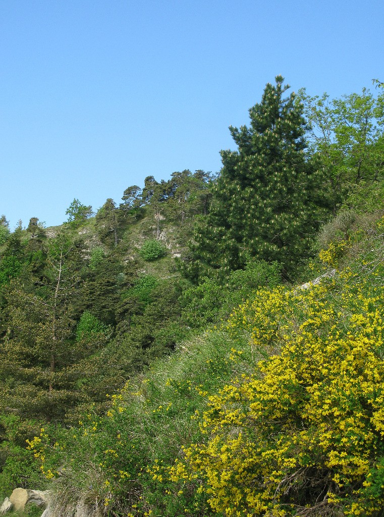 Sous la tête d'Alpe