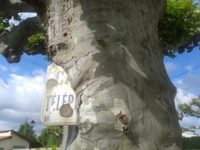 #1 Faites gaffe aux arbres. Ici, ils bouffent tout. Faites gaffe aux arbres. Ici, ils bouffent tout.