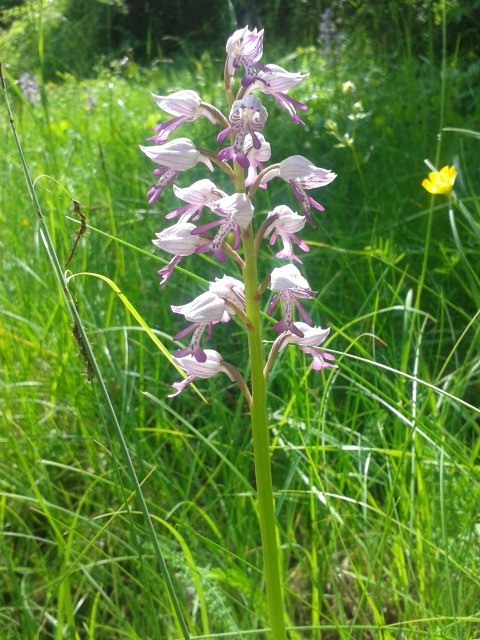 Encore une belle orchidée