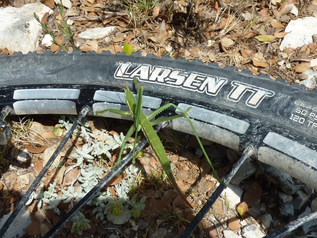 Un Phasme du Luberon fait le curieux !