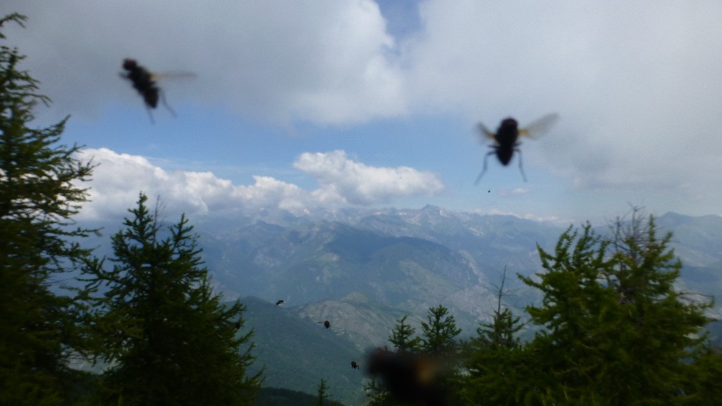 Nos compagnons du jour : LES MOUCHES