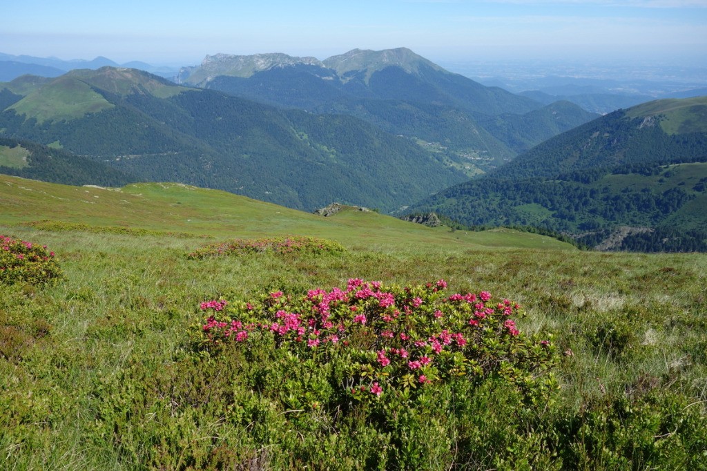 free-ride entre les rhdodendrons