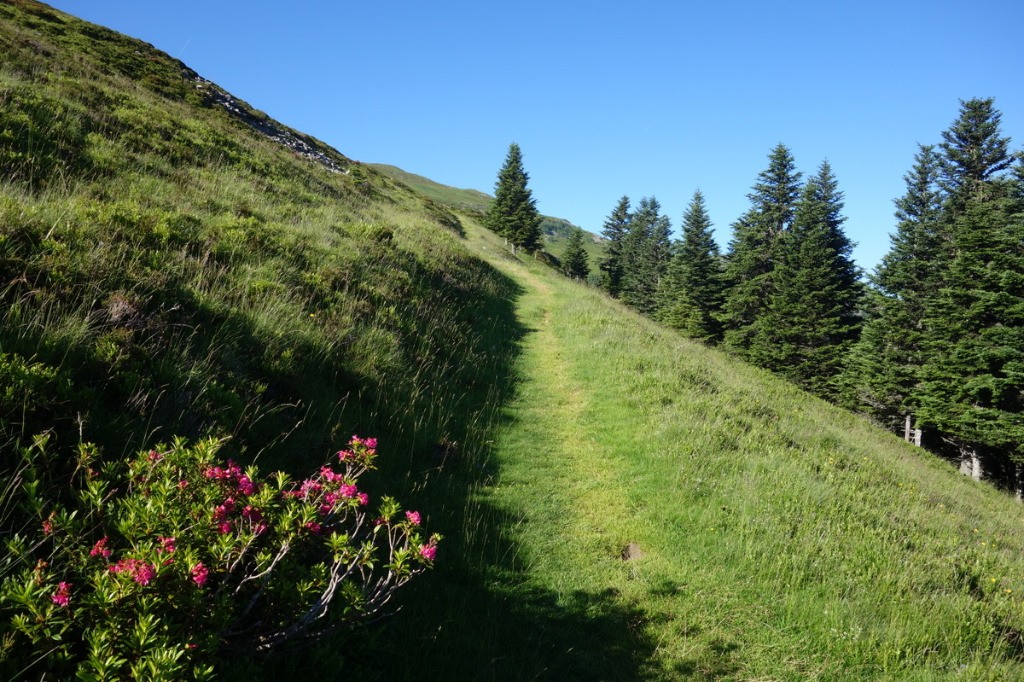 Joli sentier montant et bucolique