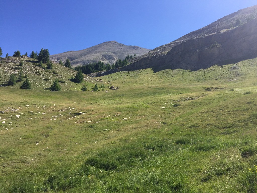 #12 Les moutons paturent Les moutons paturent