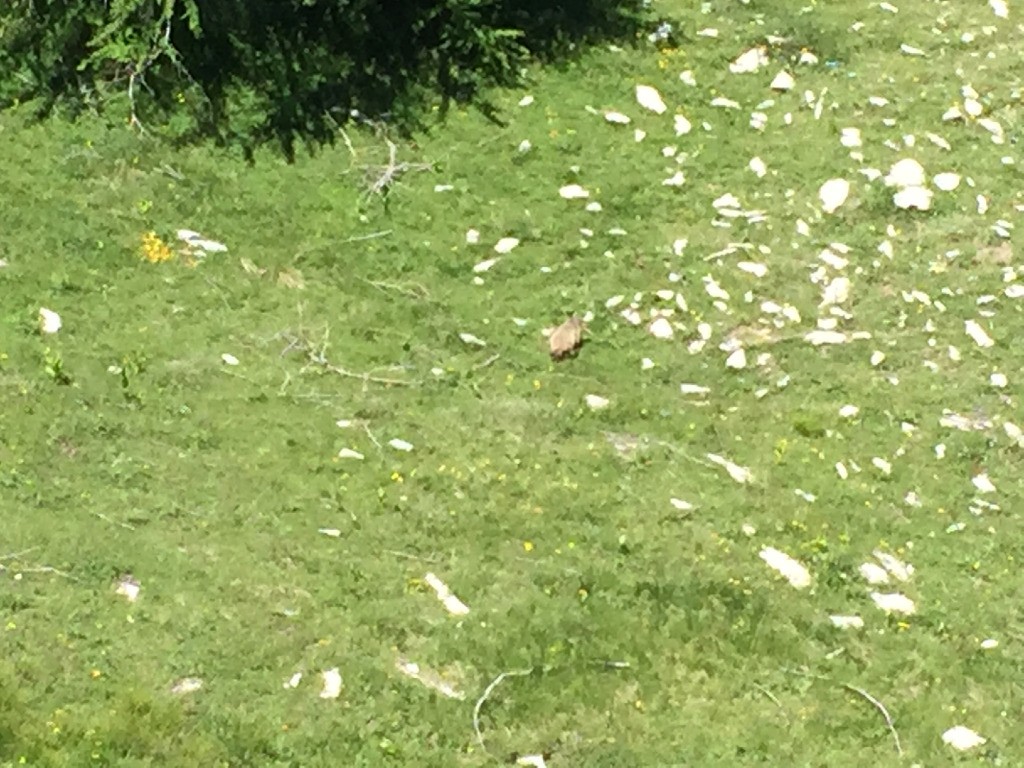 #14 Marmottes en pagaille Marmottes en pagaille