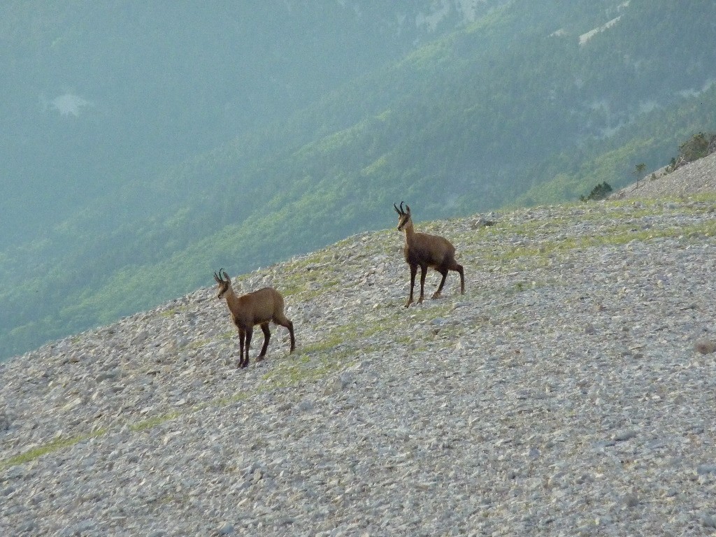 Chamois du Ventoux