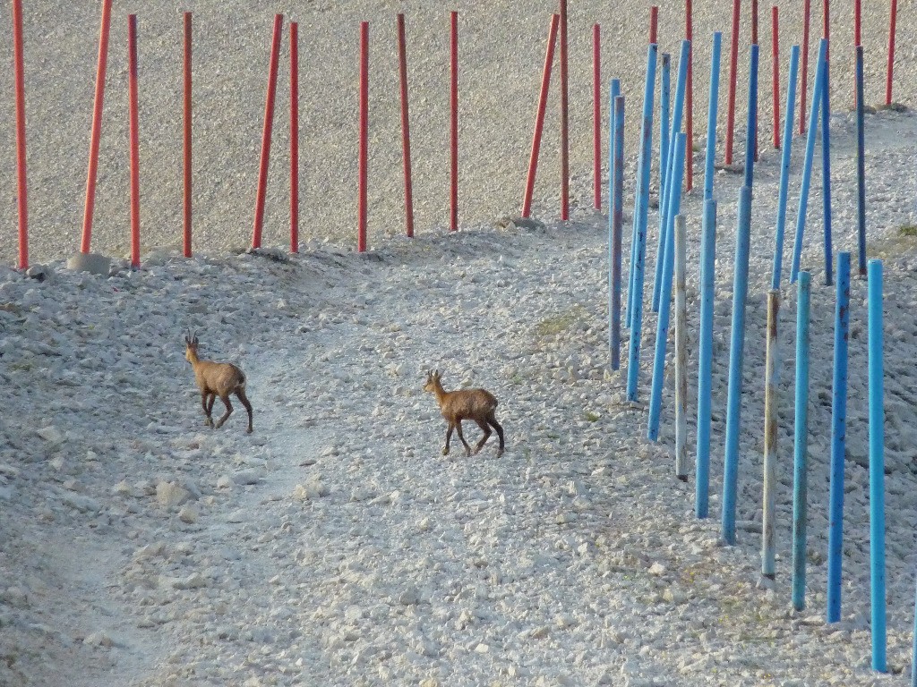 Chamois du ventoux