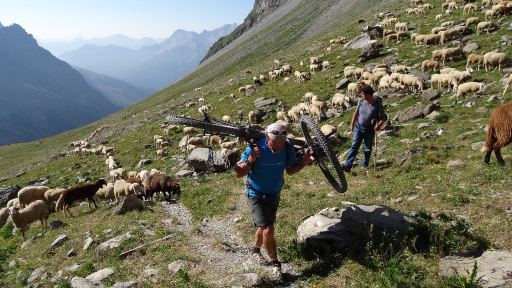 portage au milieu des moutons pour LeDed