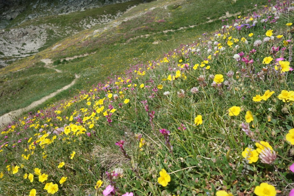 Un tapis fleuri sur le versant S du col de Mary