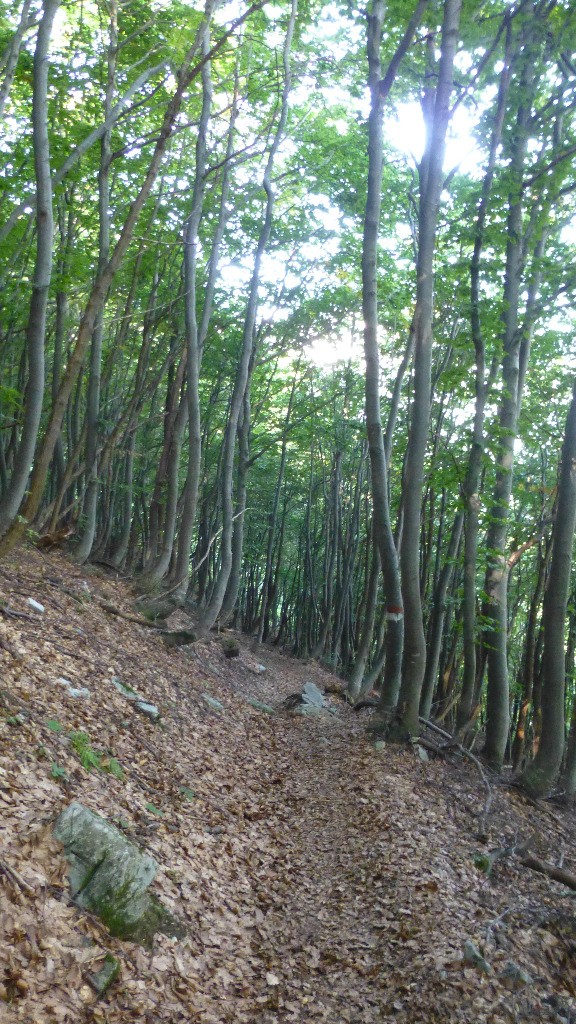 Portion de forêt (le rêve de courte durée hélas)