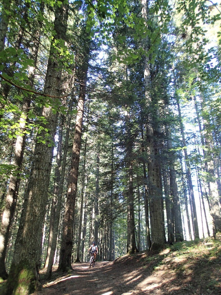 Les hautes futaies du Bois de Claret.